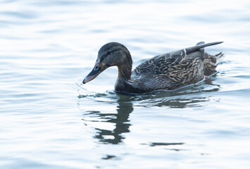 Mallard duck feeding at Tubli bay, Bahrain