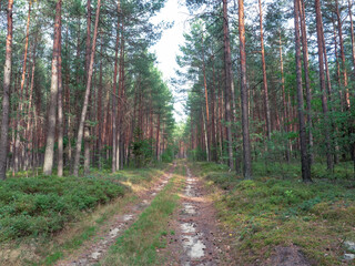 Path inside of Lower Silesian Forest, the largest continuous forest of Poland. Tall old pine trees and berry bushes in evening light of late summer.