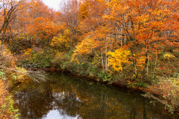 Fototapeta na wymiar 紅葉に染まる池の周りの木々