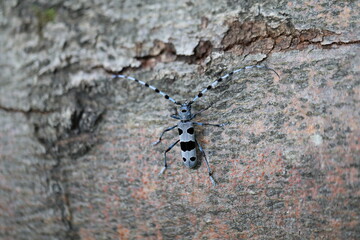  Rosalia longicorn (Rosalia alpina) or Alpine longhorn beetle