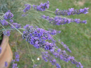 lavender