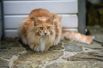 Ginger Maine Coon. A Maine Coon female cat outside in the garden looking at something in the...