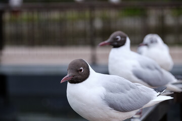 ユリカモメ
Black headed gull