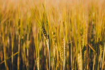 Wheat ear