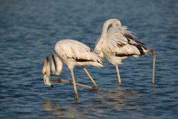 Greater Flamingos preening at Tubli bay in the morning, Bahrain