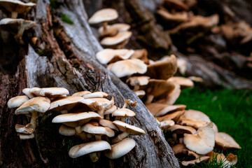 Fungus growing on old tree log
