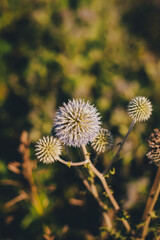 Thorny flower