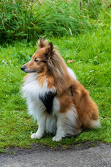 Shetland Sheepdog Hund liegt auf einer Wiese