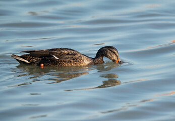 Mallard duck feeding at Tubli bay, Bahrain