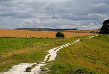 Obraz premium cows grazing near Prehistoric Standing Stones at Avebury in Wiltshire England