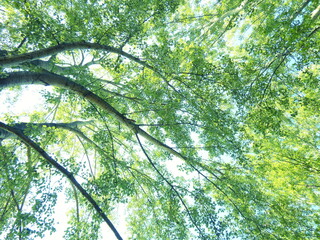 sun through the trees