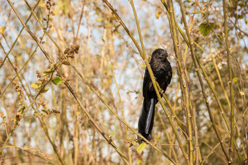 Anu-preto em galho de arbusto.
