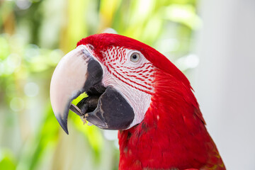 Portrait von einem roten Papagei	

