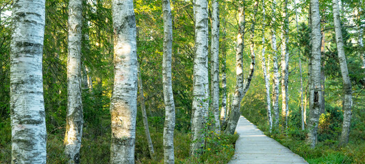 Wooden footbridge / boardwalk in the green birch forest in the Black Forest in the evening with sunlight