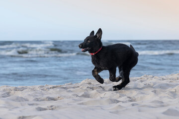 Szczeniak czarnego owczarka niemieckigo biegnący po plaży © nitka_zaplatana