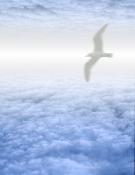 White Bird in Clouds. 3D rendering