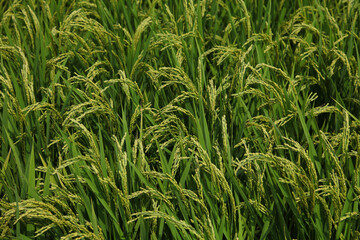 稲_水田_稲穂_穂_夏