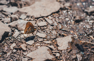 orange butterfly on rocks