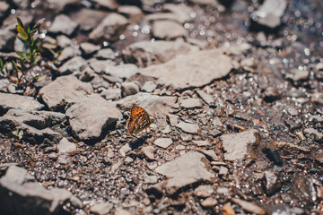 orange butterfly on rocks