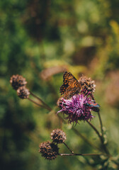 orange butterfly on violet flower