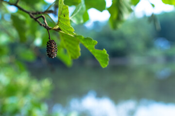 Indian summer, Herbst in Deutschland