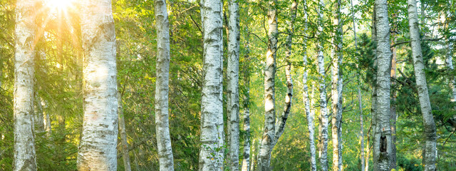Fresh green birch trees (Betulaceae ) in bright sunlight. Forest summer sprig nature landscape at sunset background banner wide panoramic panorama