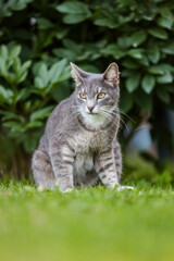 Gray cat sitting on grass.