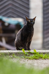 Black cat sitting on pavement.