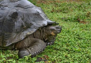 Giant Galapagos turtle in El Chato reserve of Santa Cruz island, Ecuador.