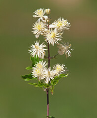 White flowers of Old man's beard or Traveller's joy shrub. Clematis vitalba