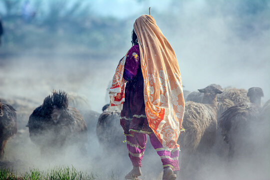 a shepherdess with flock of sheep in dust 
