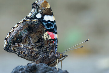 Nahansicht eines Schmetterlings - Admiral
