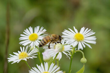 Biene sammelt Blütenstaub von einen Gänseblümchen
