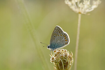 Nahansicht eins Schmetterlings - Bläuling