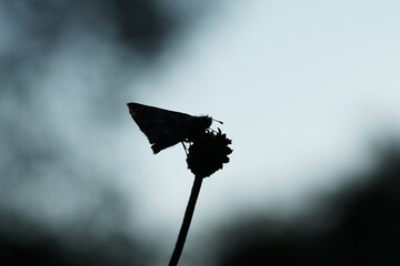 Silhouette eines Schmetterlings - Kleiner Wüfeldickkopf