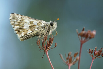Fototapeta na wymiar Nahansicht eines Schmetterlings - Kleiner Würfeldickkopf