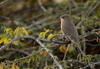 Grey Hypocolius perched on acacia tree in  the morning hours, Bahrain