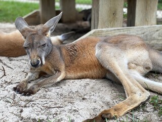 kangaroo and baby