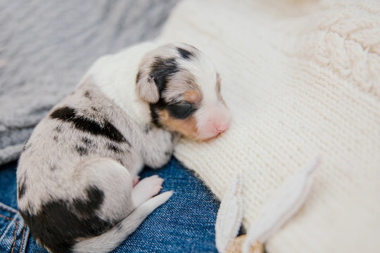 Newborn border collie puppy. Newborn puppies
