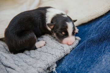 Newborn border collie puppy. Newborn puppies