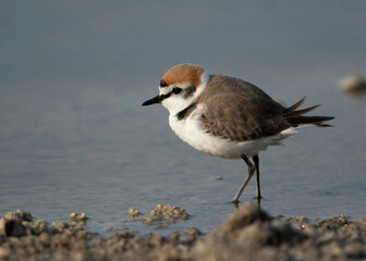 Closeup of  Kentish Plover at Asker Marsh, Bahrain