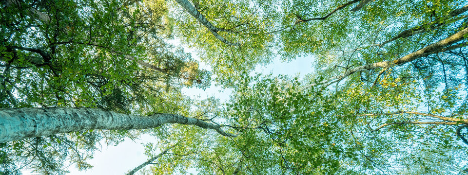 Fototapeta Fresh green birch trees (Betulaceae ) with blue sky. Forest summer sprig nature landscape background banner wide panoramic panorama