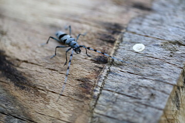  Rosalia longicorn (Rosalia alpina) or Alpine longhorn beetle