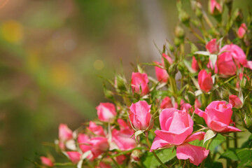 Naklejka na ściany i meble Pink roses corner in the garden