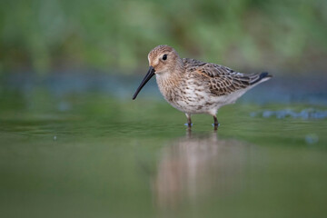 Waders or shorebirds, dunlin on the beach