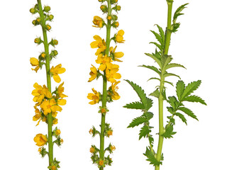 Common agrimony plant with yellow flower and green leaf isolated on white. Agrimonia eupatoria
