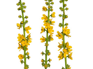 Yellow flowers of Common agrimony isolated on white, Agrimonia eupatoria

