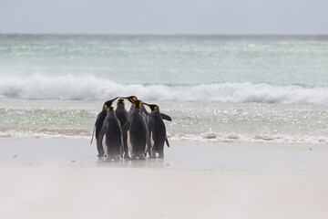Group of King Penguins on the beach on a windy day, Falkland Islands