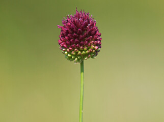 Flower head of round-headed leek or purple flowered garlic. Allium rotundum
