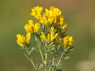 Yellow flowers of Austrian clustered broom, Chamaecytisus austriacus